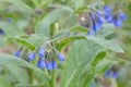 Blue Comfrey, Symphytum officinale `Azureum`, bell-shaped flowers Royalty Free Stock Photo